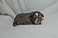 Red, a female Toy Australian Shepherd for sale in Gainesville, GA – Photo 2 of 3