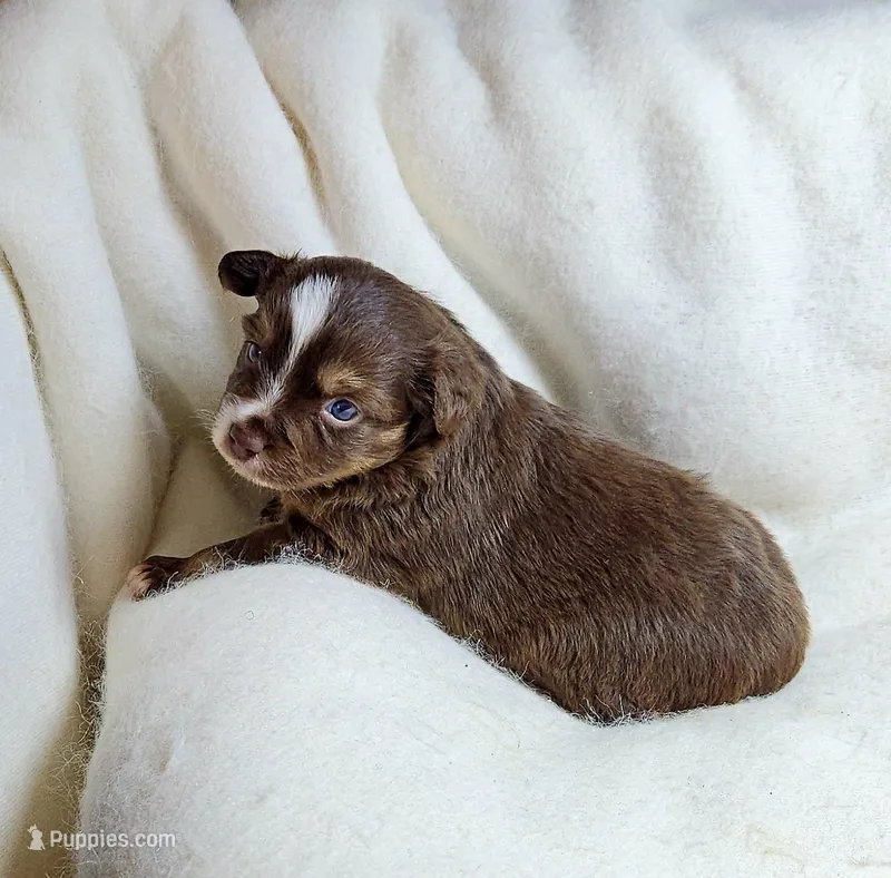 Red – Toy Australian Shepherd puppy for sale in Gainesville, GA