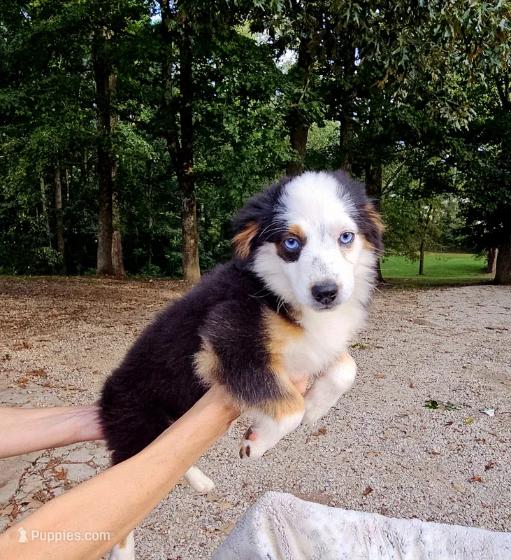 Jewels – Toy Australian Shepherd puppy for sale in Gainesville, GA