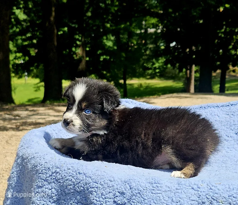 Orange  – Australian Shepherd puppy for sale in Gainesville, GA