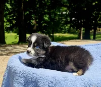 Orange , a female Australian Shepherd for sale in Gainesville, GA – 1 of 3