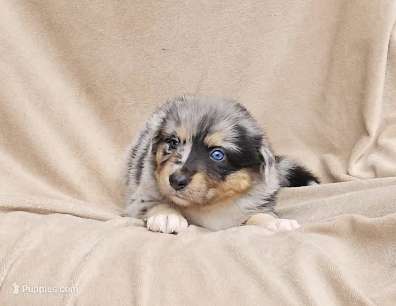Yellow – Aussiedoodle puppy for sale in Gainesville, GA