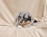 Yellow, a female Aussiedoodle for sale in Gainesville, GA – 1 of 3