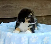 Green, a male Australian Shepherd for sale in Gainesville, GA – 1 of 4