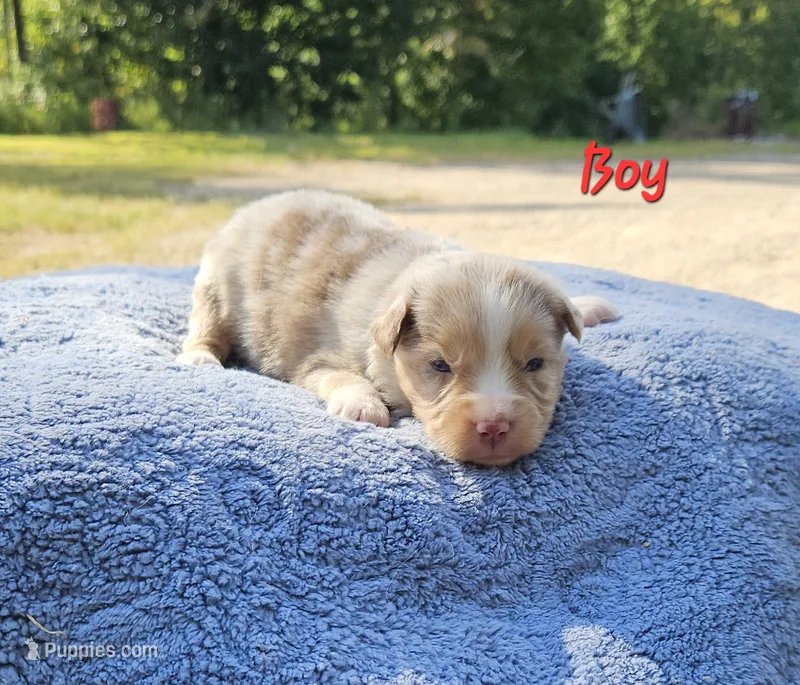 Red – Toy Australian Shepherd puppy for sale in Gainesville, GA