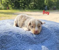 Red, a male Toy Australian Shepherd for sale in Gainesville, GA – 1 of 4