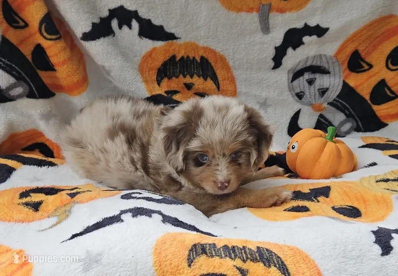 YELLOW – Toy Australian Shepherd puppy for sale in Gainesville, GA