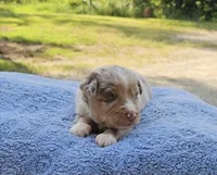BLUE, a male Toy Australian Shepherd for sale in Gainesville, GA – 2 of 4