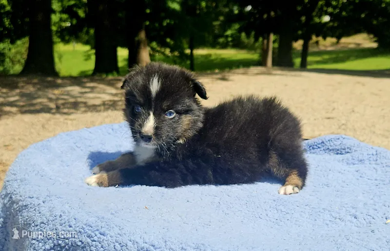 Blue – Australian Shepherd puppy for sale in Gainesville, GA