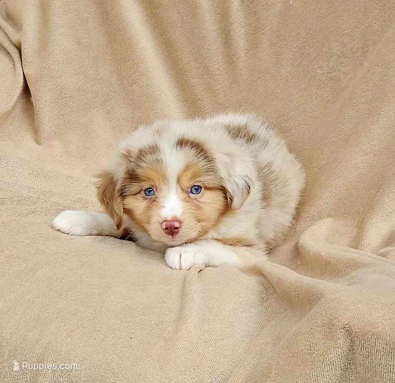 Red – Toy Australian Shepherd puppy for sale in Gainesville, GA