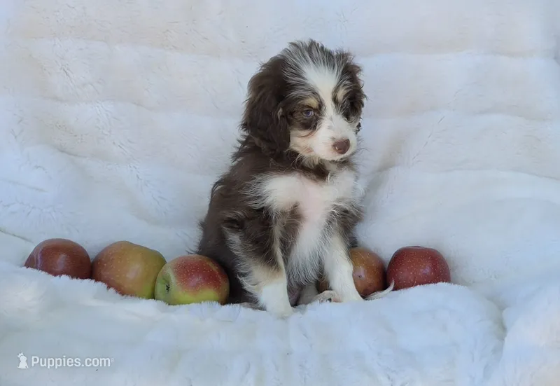 Aqua – Miniature Aussiedoodle puppy for sale in Gainesville, GA