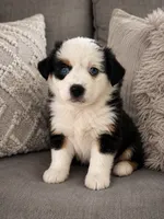 Jewels, a female Toy Australian Shepherd for sale in Gainesville, GA – 2 of 2