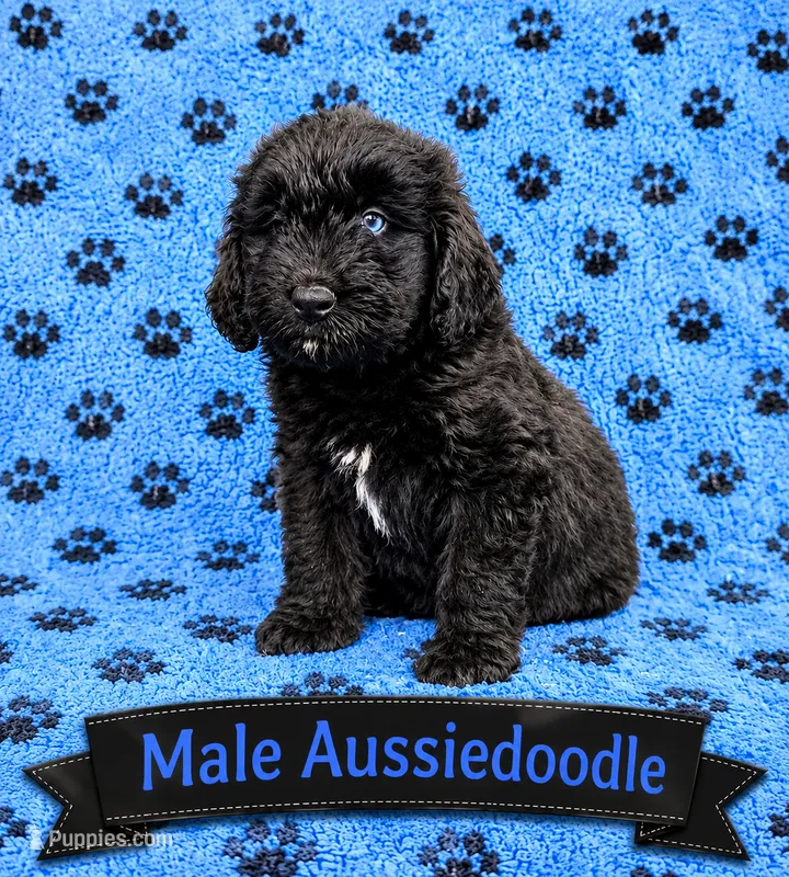 White Collar – Miniature Aussiedoodle puppy for sale in Gainesville, GA