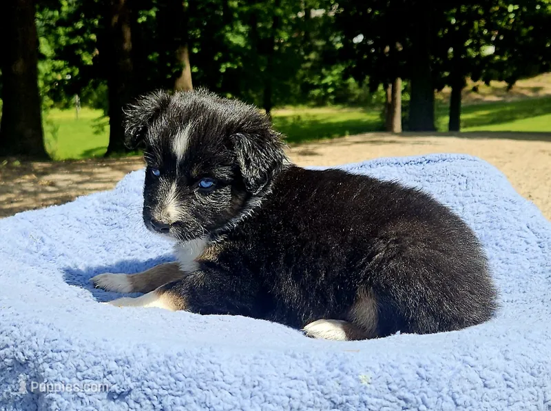 Red – Australian Shepherd puppy for sale in Gainesville, GA