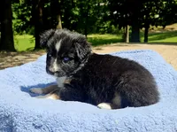 Red, a female Australian Shepherd for sale in Gainesville, GA – 1 of 3