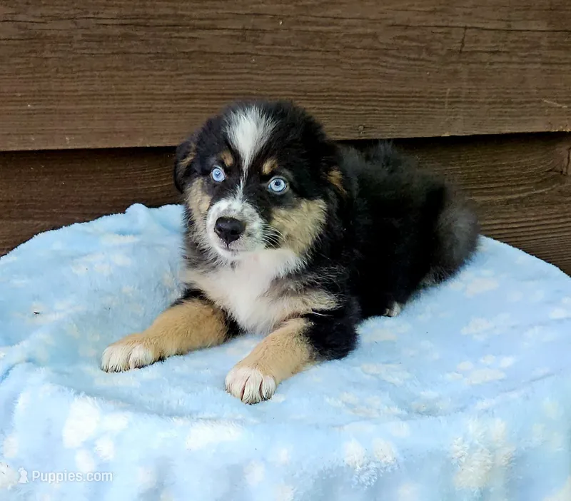 Orange  – Australian Shepherd puppy for sale in Gainesville, GA