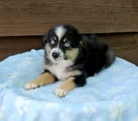 Orange , a female Australian Shepherd for sale in Gainesville, GA – 1 of 3