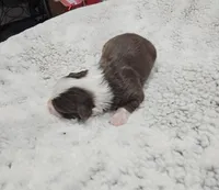 processed/47c3d7aa-9bd4-4b84-88ee-35ba7aadd8b9/listing/32cda0e3-a690-40ba-baf9-c41d1919f076/3a28e7f1-c3ef-4c34-a1da-bb706d0f521f