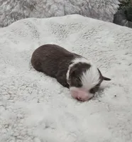 processed/47c3d7aa-9bd4-4b84-88ee-35ba7aadd8b9/listing/32cda0e3-a690-40ba-baf9-c41d1919f076/c2992ad9-caa0-4245-8021-bf29c7ca6d4f