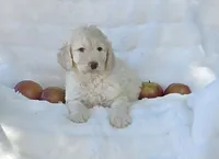 Grey collar, a male Labradoodle for sale in Gainesville, GA – 3 of 3