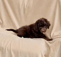 Blue Special , a male Miniature Aussiedoodle for sale in Gainesville, GA – 1 of 3