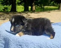 Blue, a male Australian Shepherd for sale in Gainesville, GA – 3 of 3