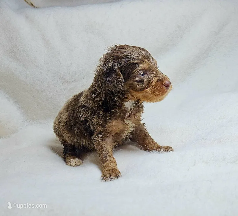 Orange – Miniature Aussiedoodle puppy for sale in Gainesville, GA