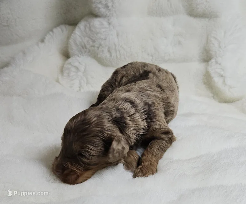 Orange – Miniature Aussiedoodle puppy for sale in Gainesville, GA