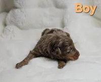 Orange, a male Miniature Aussiedoodle for sale in Gainesville, GA – Photo 2 of 3