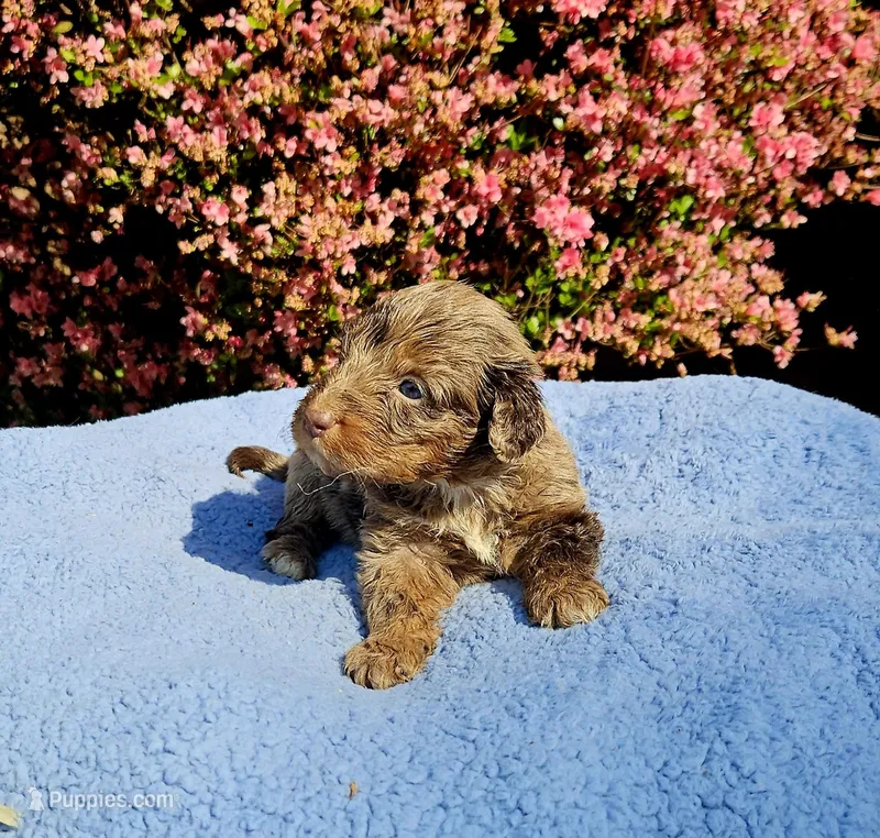 Orange – Miniature Aussiedoodle puppy for sale in Gainesville, GA