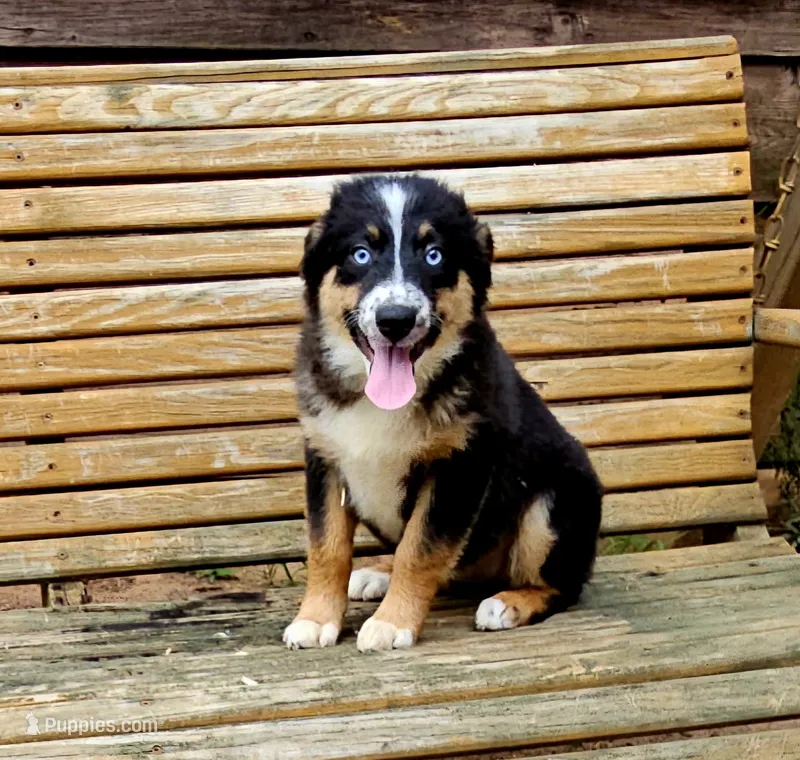 Orange  – Australian Shepherd puppy for sale in Gainesville, GA