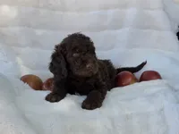 Blue collar, a male Labradoodle for sale in Gainesville, GA – 2 of 2