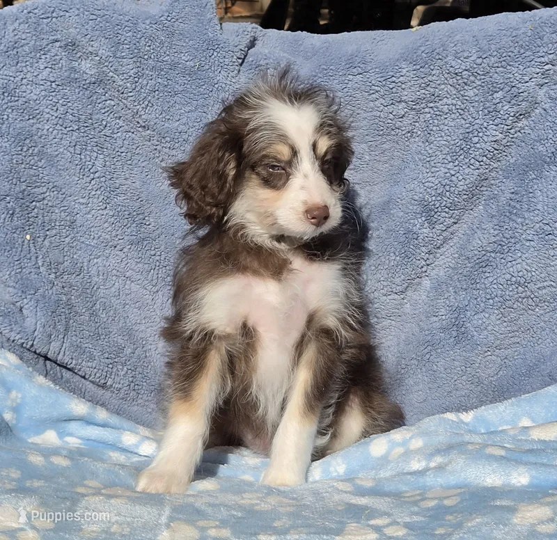 Aqua Toy AD – Miniature Aussiedoodle puppy for sale in Gainesville, GA
