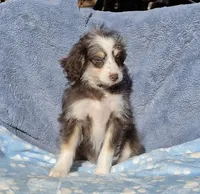 Aqua Toy AD, a female Miniature Aussiedoodle for sale in Gainesville, GA – 1 of 3