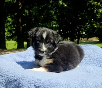 Red, a female Australian Shepherd for sale in Gainesville, GA – 3 of 3