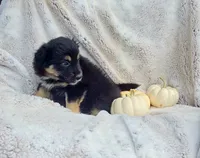 Orange AD, a female Aussiedoodle for sale in Gainesville, GA – 3 of 3