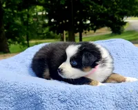 Pink, a male Australian Shepherd for sale in Gainesville, GA – 3 of 3