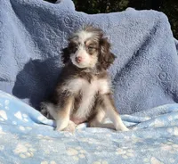 Aqua Toy AD, a female Miniature Aussiedoodle for sale in Gainesville, GA – 2 of 3