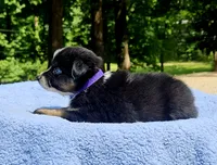 Purple, a female Australian Shepherd for sale in Gainesville, GA – 2 of 3