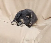 Orange, a female Aussiedoodle for sale in Gainesville, GA – 1 of 2