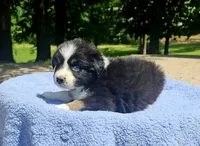 Green, a male Australian Shepherd for sale in Gainesville, GA – 2 of 3
