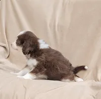 Aqua, a female Miniature Aussiedoodle for sale in Gainesville, GA – 3 of 3