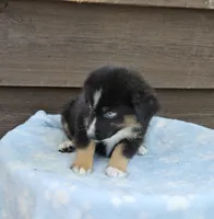 Blue, a male Australian Shepherd for sale in Gainesville, GA – 2 of 3