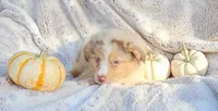 Red Sale, a male Toy Australian Shepherd for sale in Gainesville, GA – 2 of 2