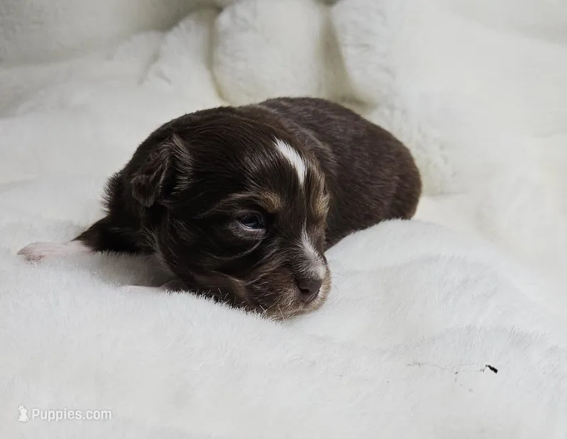 Pink – Toy Australian Shepherd puppy for sale in Gainesville, GA