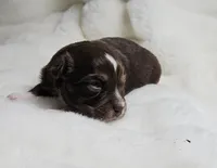 Pink, a female Toy Australian Shepherd for sale in Gainesville, GA – Photo 1 of 3