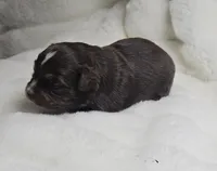 Pink, a female Toy Australian Shepherd for sale in Gainesville, GA – Photo 3 of 3