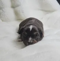 Pink, a female Toy Australian Shepherd for sale in Gainesville, GA – Photo 2 of 3