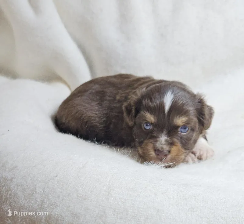 Pink – Toy Australian Shepherd puppy for sale in Gainesville, GA