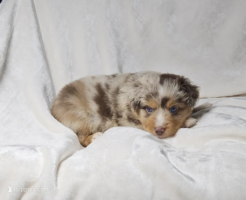 Green – Toy Australian Shepherd puppy for sale in Gainesville, GA